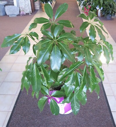 AF Schefflera Plant