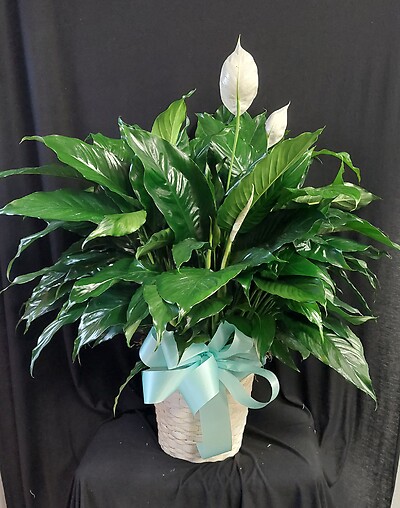 AF Large Peace Lily In Wicker Basket