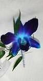 AF Blue Orchid