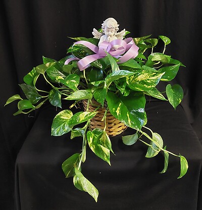AF Draping Pothos Plant With Angel