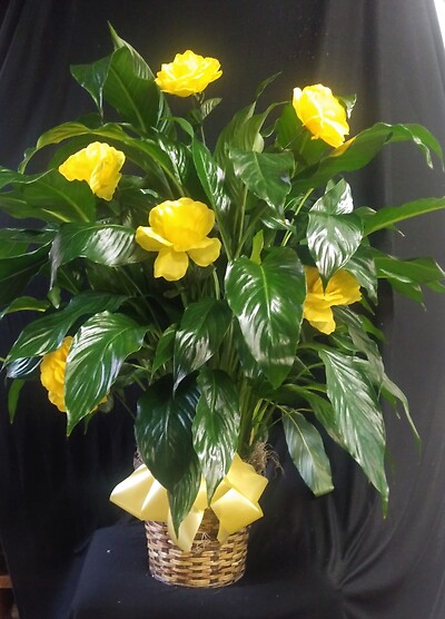AF Decorative Peace Lily With Yellow Roses