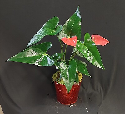 AF Pink Anthurium in Red Tin Container
