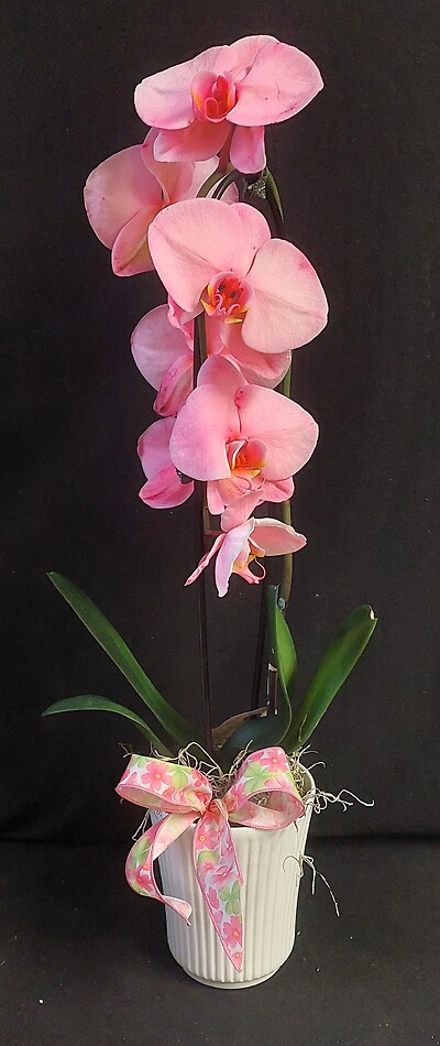Arnold Florist Colorfuze Orchid-Pink