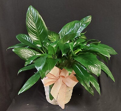 AF Peace Lily In Wicker Basket