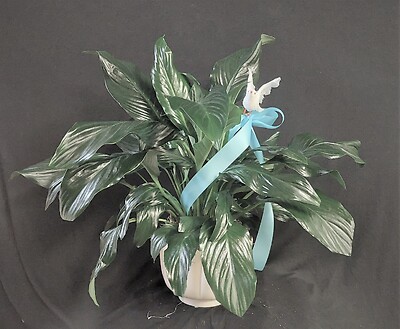 AF Peace Lily in White Floral shaped Ceramic with Dove