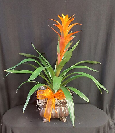 AF Orange Bromeliad