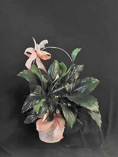 AF Peace Lily in Handle Basket with Dove