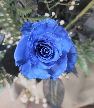 AF Blue Roses