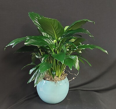 AF Blue Ceramic Peace Lily