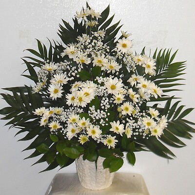 AF Daisy Sympathy Arrangement