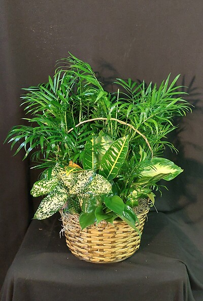 AF 10&quot; Basket Dish Garden
