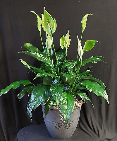 AF Large Peace Lily in Decorative Container