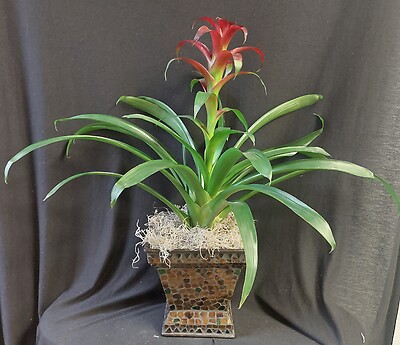 AF Burgundy Bromeliad