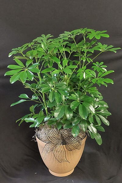 AF Large Arboricola Plant