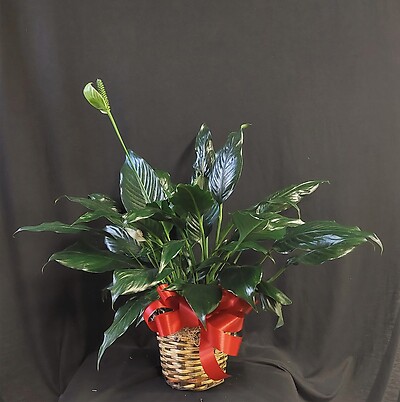 AF 6&quot; Potted Peace Lily in Wicker Basket