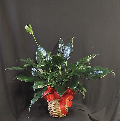 AF 6&quot; Potted Peace Lily in Wicker Basket 1