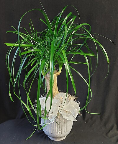 AF Ponytail Palm in Grey Ceramic