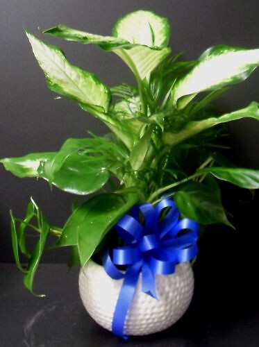 AF Golf Planter