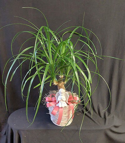 AF Peace Lily with Angel and Pink Bow