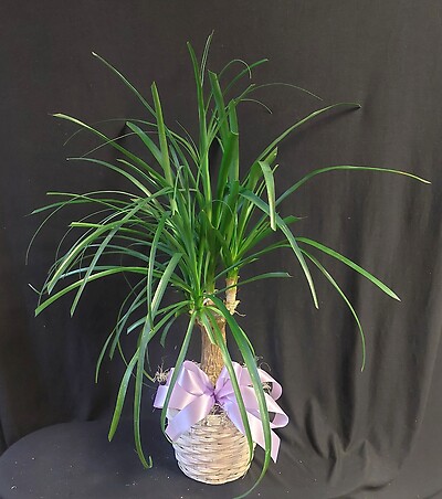 AF 6" Potted Ponytail Palm in Wicker Basket