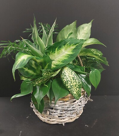AF Natural Birch Basket Combo-Medium
