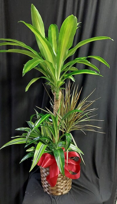 AF Large Combo Floor Plant