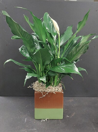 AF Small Peace Lily In Colored Ceramic