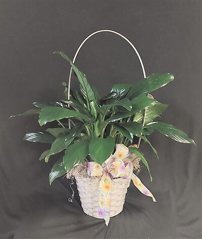 AF Peace Lily In Handle Basket with Decorative Bow