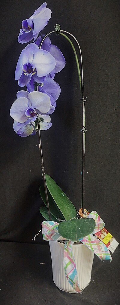 Arnold Florist Colorfuze Orchid-Purple