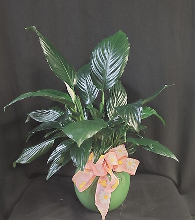 AF Potted Peace Lily In Green Ceramic