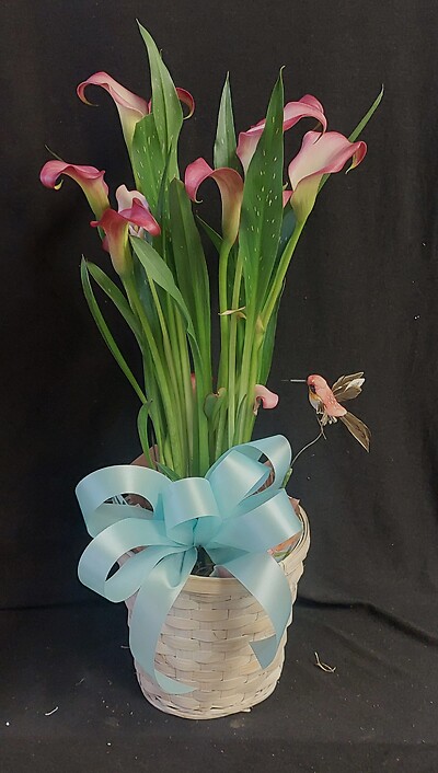 AF Calla Lily Plant with Hummingbird -Pink