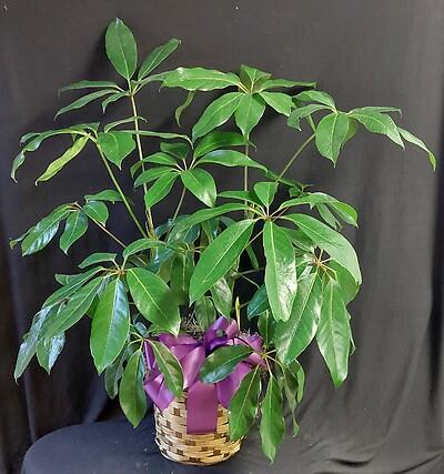 AF Schefflera Plant