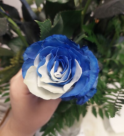 AF Variegated Blue Roses