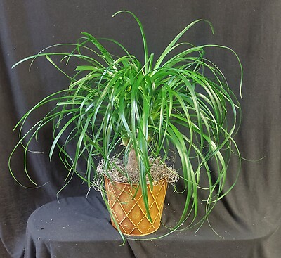 AF Ponytail Palm in Tin Container