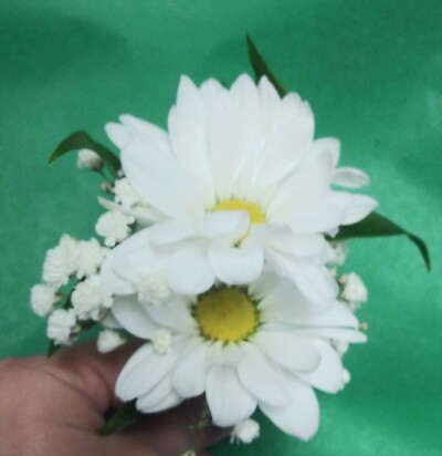AF White daisy bout