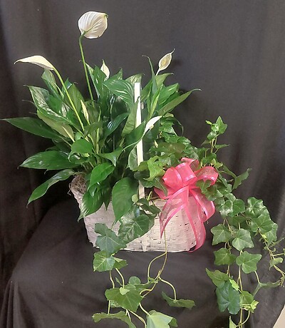 AF Double Basket Planter 1