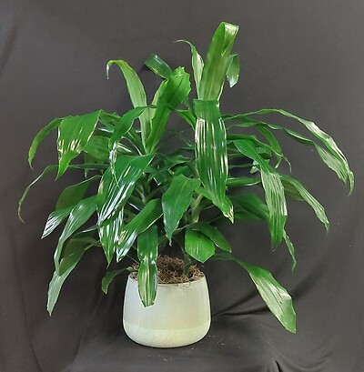 AF Dracaena Plant Green in Ceramic