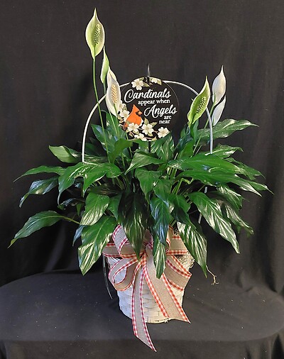 AF Peace Lily with Cardinal Plaque