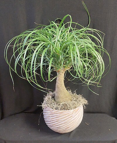 AF Ponytail Palm
