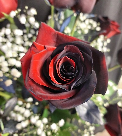 Half Black, Half Red Roses Vased