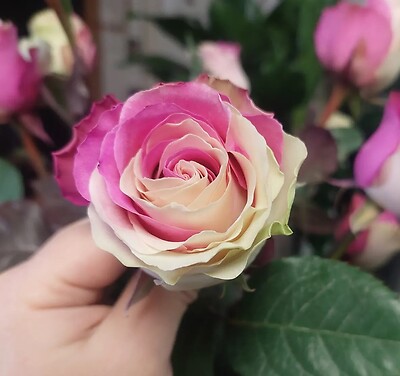 AF Variegated Fushia Pink Roses