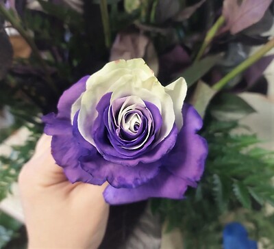 AF Variegated Purple Roses