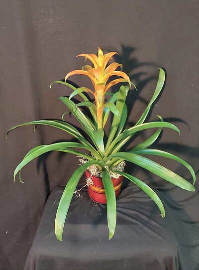 Bromeliad (Orange)