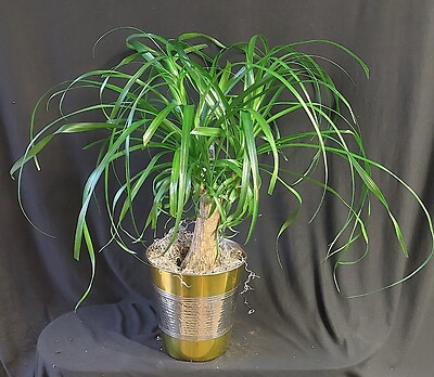 AF Silver and Gold Ponytail Palm