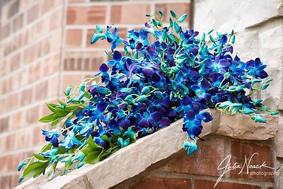 AF Blue Bomb Orchid Wedding