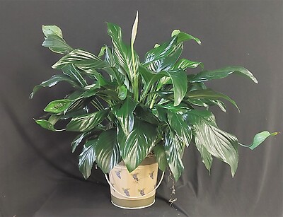 AF Peace Lily In Grape Vine Tin