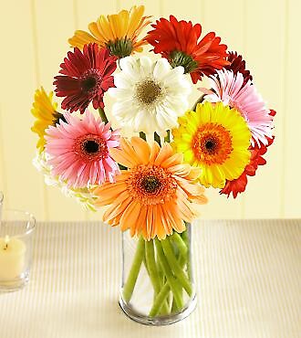 Gerbera Daisy Bouquet