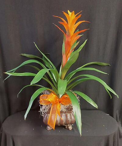 AF Bromeliad Plant-Orange