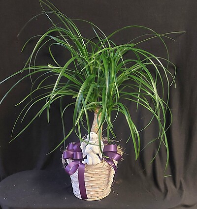 AF Ponytail Palm with Praying Angel