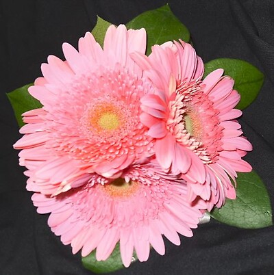 Gerbera Daisy Posey